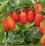 Datterino tomato can 14oz