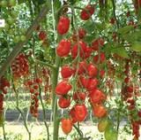 Datterino peeled tomato can 14 oz